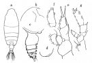 Espce Pseudochirella obesa - Planche 1 de figures morphologiques