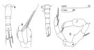 Espce Metridia venusta - Planche 2 de figures morphologiques