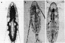 Espce Calanus hyperboreus - Planche 13 de figures morphologiques