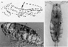 Espce Acartia (Acanthacartia) tonsa - Planche 32 de figures morphologiques