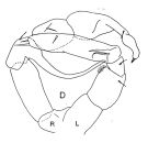 Espce Metridia gerlachei - Planche 1 de figures morphologiques