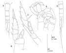 Espce Lucicutia magna - Planche 2 de figures morphologiques