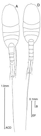 Espce Lucicutia gemina - Planche 1 de figures morphologiques