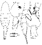 Espce Euchaeta longicornis - Planche 13 de figures morphologiques