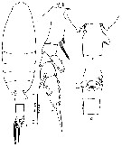 Espce Euchaeta concinna - Planche 27 de figures morphologiques