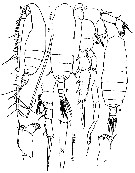 Espce Subeucalanus subcrassus - Planche 12 de figures morphologiques
