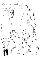 Espce Pareucalanus sewelli - Planche 12 de figures morphologiques