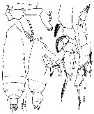 Espce Subeucalanus mucronatus - Planche 11 de figures morphologiques