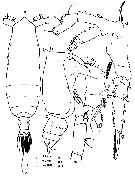 Espce Subeucalanus dentatus - Planche 5 de figures morphologiques