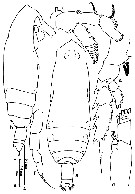 Espce Subeucalanus dentatus - Planche 6 de figures morphologiques