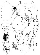 Espce Subeucalanus crassus - Planche 19 de figures morphologiques