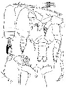 Espce Subeucalanus crassus - Planche 20 de figures morphologiques