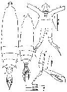 Espce Rhincalanus cornutus - Planche 4 de figures morphologiques