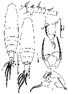 Species Acartia (Odontacartia) bispinosa - Plate 8 of morphological figures
