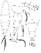 Espce Acartia (Acartia) danae - Planche 13 de figures morphologiques
