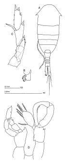 Espce Lucicutia clausi - Planche 1 de figures morphologiques