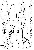 Espce Acartia (Odontacartia) pacifica - Planche 9 de figures morphologiques