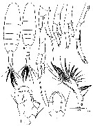 Espce Acartiella nicolae - Planche 3 de figures morphologiques