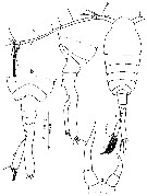 Espce Tortanus (Tortanus) forcipatus - Planche 11 de figures morphologiques