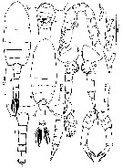 Espce Pseudodiaptomus philippinensis - Planche 2 de figures morphologiques