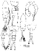 Espce Pseudodiaptomus clevei - Planche 5 de figures morphologiques