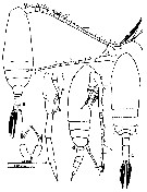 Espce Paracalanus aculeatus - Planche 15 de figures morphologiques