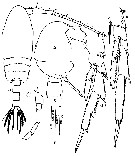 Espce Acrocalanus gibber - Planche 10 de figures morphologiques