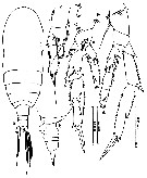 Espce Acrocalanus gracilis - Planche 12 de figures morphologiques