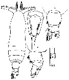 Espce Calocalanus plumulosus - Planche 14 de figures morphologiques