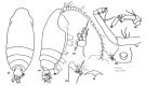 Espce Pseudochirella pacifica - Planche 3 de figures morphologiques