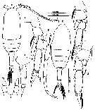 Espce Clausocalanus furcatus - Planche 22 de figures morphologiques