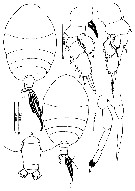 Species Phaenna spinifera - Plate 37 of morphological figures