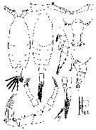 Espce Candacia truncata - Planche 10 de figures morphologiques
