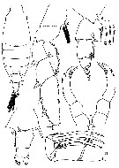 Espce Candacia bispinosa - Planche 6 de figures morphologiques