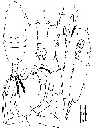 Espce Candacia tenuimana - Planche 10 de figures morphologiques