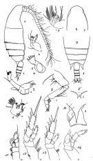 Espce Bradyidius rakuma - Planche 3 de figures morphologiques