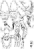 Espce Candacia ethiopica - Planche 17 de figures morphologiques