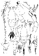 Espce Candacia discaudata - Planche 6 de figures morphologiques