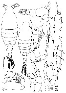 Espce Candacia bradyi - Planche 7 de figures morphologiques