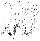 Espce Pleuromamma xiphias - Planche 44 de figures morphologiques