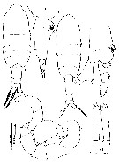Espce Pleuromamma gracilis - Planche 29 de figures morphologiques