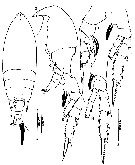 Espce Aetideus acutus - Planche 17 de figures morphologiques