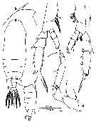 Espce Gaetanus minor - Planche 13 de figures morphologiques