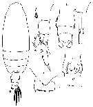 Espce Undeuchaeta intermedia - Planche 9 de figures morphologiques