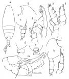 Espce Undeuchaeta plumosa - Planche 1 de figures morphologiques