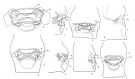 Espce Valdiviella brodskyi - Planche 2 de figures morphologiques