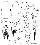 Espce Neocalanus gracilis - Planche 43 de figures morphologiques