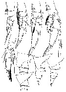 Espce Cosmocalanus darwini - Planche 21 de figures morphologiques