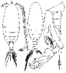Espce Cosmocalanus darwini - Planche 20 de figures morphologiques