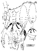 Espce Canthocalanus pauper - Planche 12 de figures morphologiques